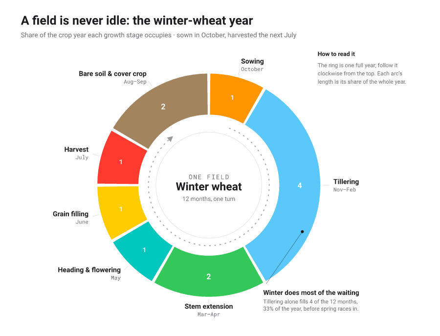 Cycle wheel of the winter-wheat year: a ring of coloured arcs, one per growth stage, each arc's length its share of the twelve-month year, wrapped by a clockwise flow arrow; hovering a stage isolates it.
