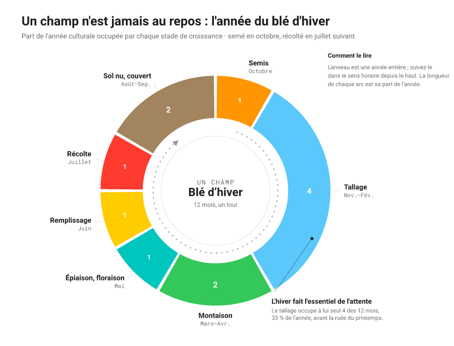 Roue de cycle de l'année du blé d'hiver : un anneau d'arcs colorés, un par stade de croissance, la longueur de chaque arc étant sa part des douze mois de l'année, entouré d'une flèche de progression horaire ; survoler un stade l'isole.