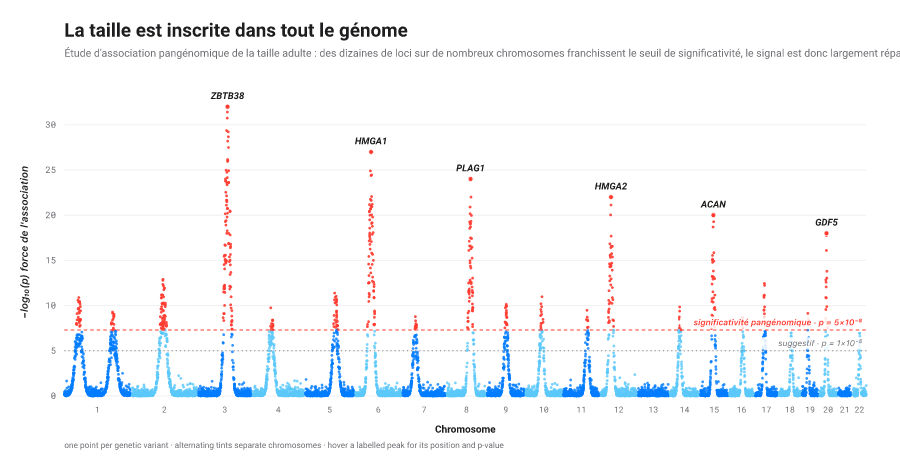 Diagramme de Manhattan : moins-log10 de la p-value de chaque variant génétique le long des chromosomes, quelques pics dépassant le seuil de significativité et les gènes principaux annotés.